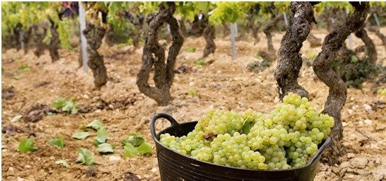 El día de los enamorados vamos a brindar con un CAVA RIOJANO